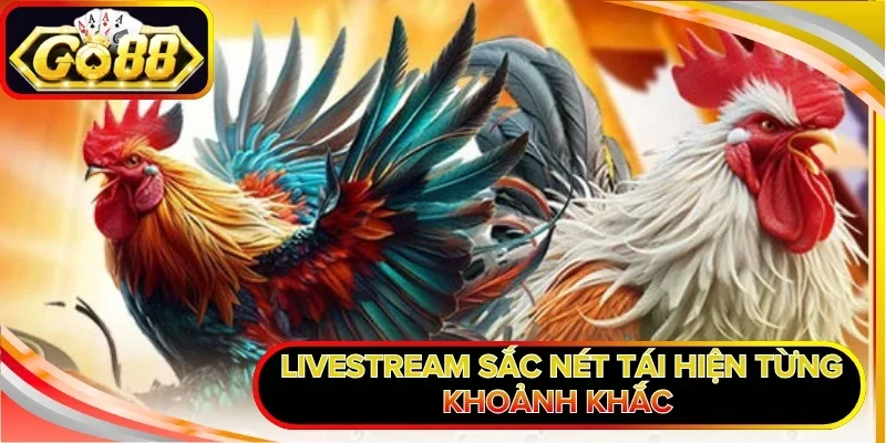 Livestream sắc nét tái hiện từng khoảnh khắc